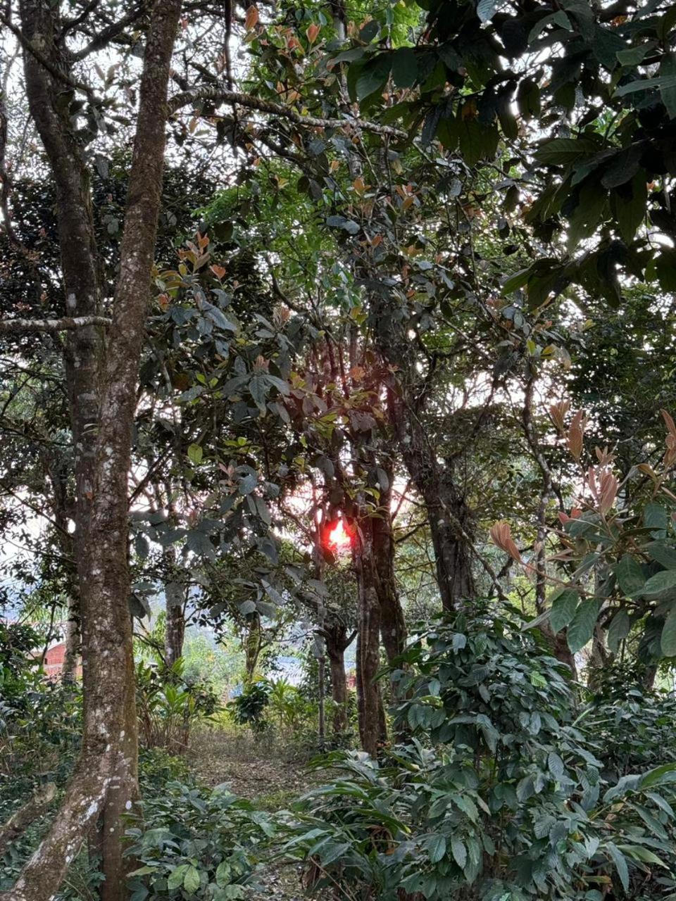 Shrenya Orchidz-Coorg Nature Stay Madikeri Esterno foto